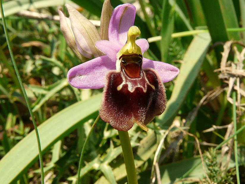 Ophrys x montis-angeli(tenthrediniferaxbiscutella)